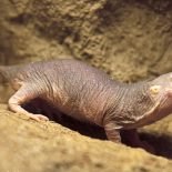 Интересные факты про Голыго землекопа (Naked Mole Rat)