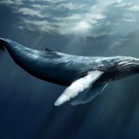 Интересные факты про Кита (Whale)