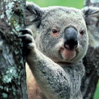 Интересные факты про Коалу (Koala)
