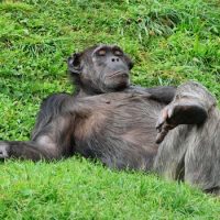 Кто волосатее — человек или шимпанзе ?