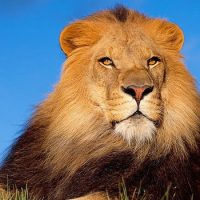 Интересные факты про Льва (Lion)