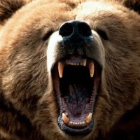 Интересные факты про Медведя (Bear)