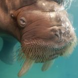 Интересные факты про Моржа (Walrus)