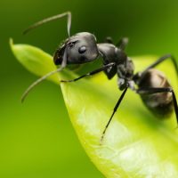 Интересные факты о Муравьях (Ant)