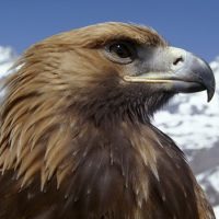 Интересные факты про Орла (Eagle)