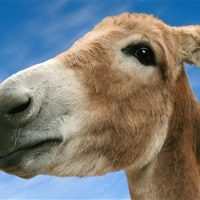 Интересные факты про Осла (Donkey)
