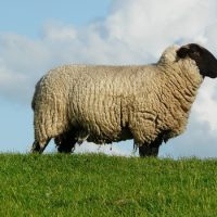 Интересные факты про Овец (Sheep)