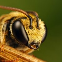 Интересные факты про Пчел (Вее)
