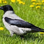 Почему ворона считается вредной птицей ?