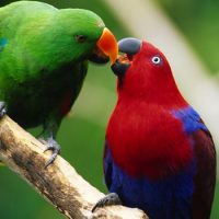 Интересные факты про Попугая (Parrot)