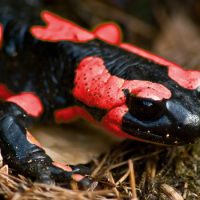 Интересные факты про Саламандру (Salamander)