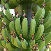 Сколько бананов растет на пальме ?