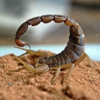 Интересные факты про Скорпиона (Scorpion)