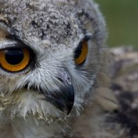 Интересные факты про Сову (Owl)