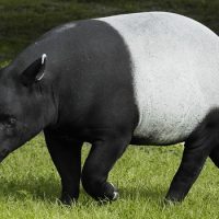 Интересные факты про Тапира (Tapir)