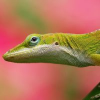 Интересные факты о Ящерицах (Lizard)
