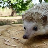 Интересные факты про Ежа (Hedgehog)