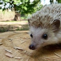 Интересные факты про Ежа (Hedgehog)