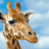 Интересные факты про Жирафа (Giraffe)